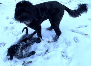 Puppy's first snow
